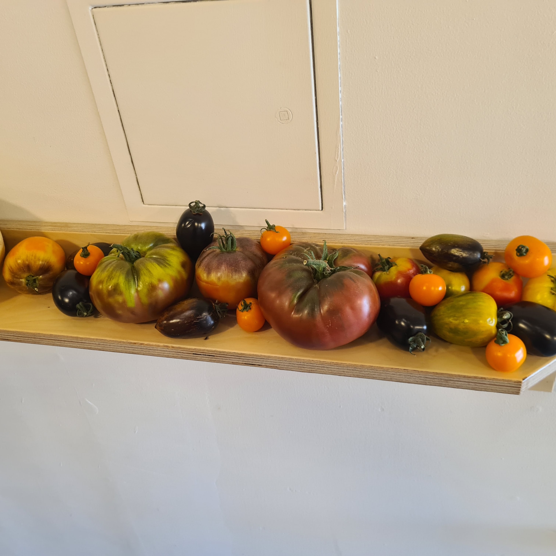 A plywood shelf lined with heirloom tomatoes in green, purple, orange and deep red at the FLAWD Tomato Party, Manchester